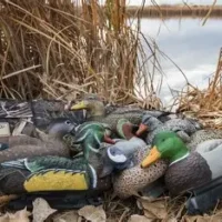 Hunting Decoys